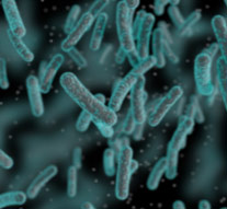 bacteria